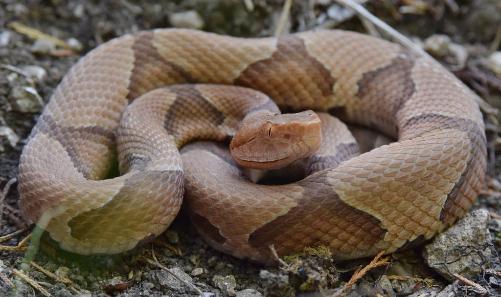 Eastern Copperhead - Types of Snakes in Iowa