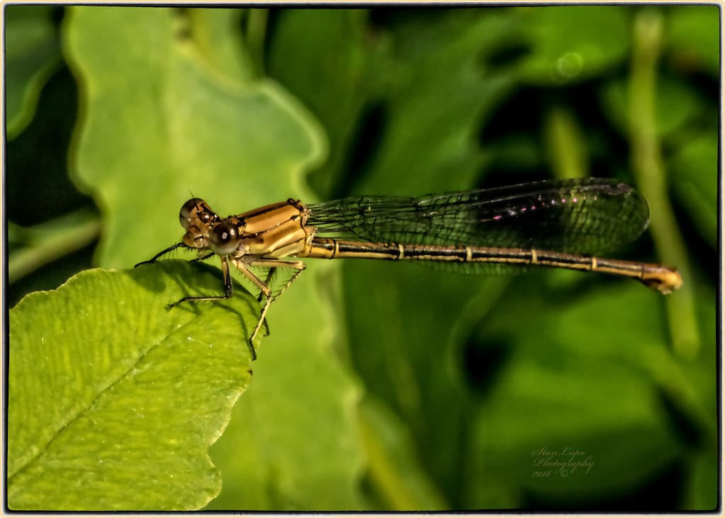 Eastern Forktail Damselfly