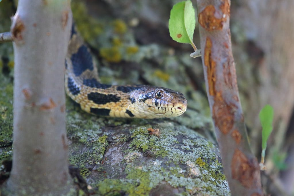 Eastern Foxsnake