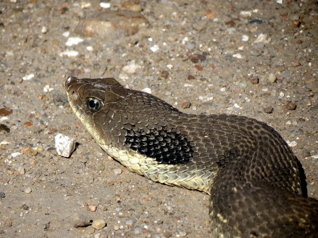 Eastern Hog-nosed Snake