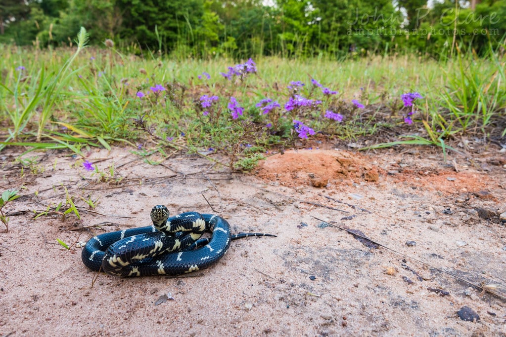 Eastern Kingsnake