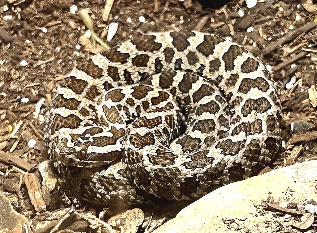 Eastern Massasauga