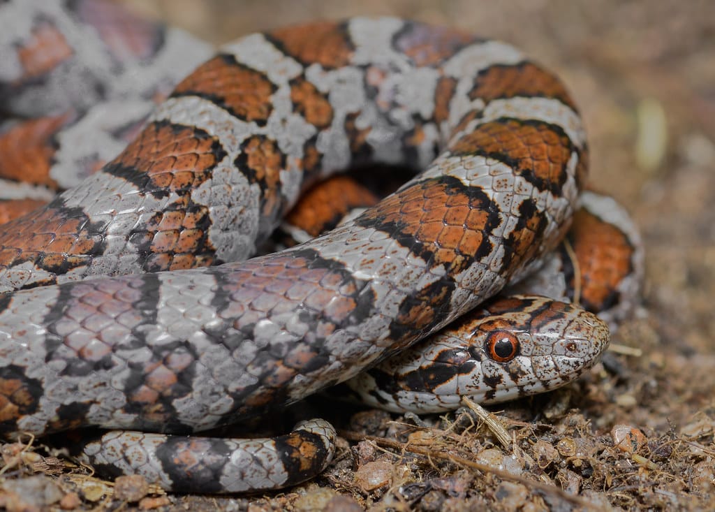 Eastern Milk Snake - Types of Snakes in Iowa