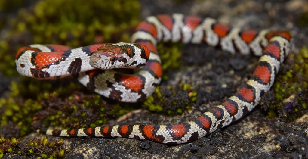 Eastern Milksnake