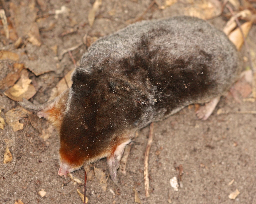 Eastern Mole