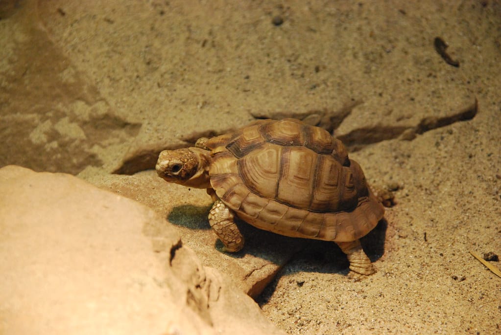 Egyptian Tortoise