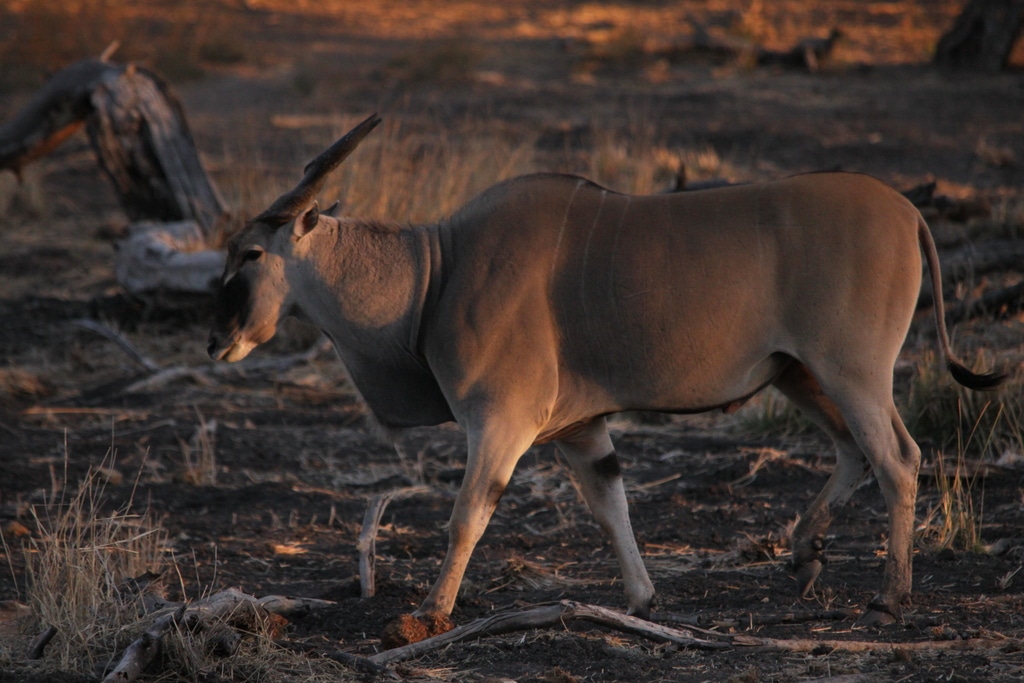 Eland