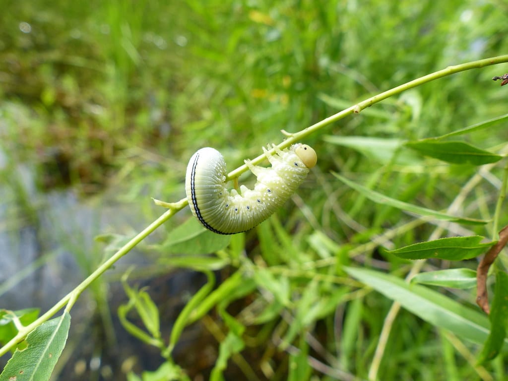 Elm Sawfly Caterpillar