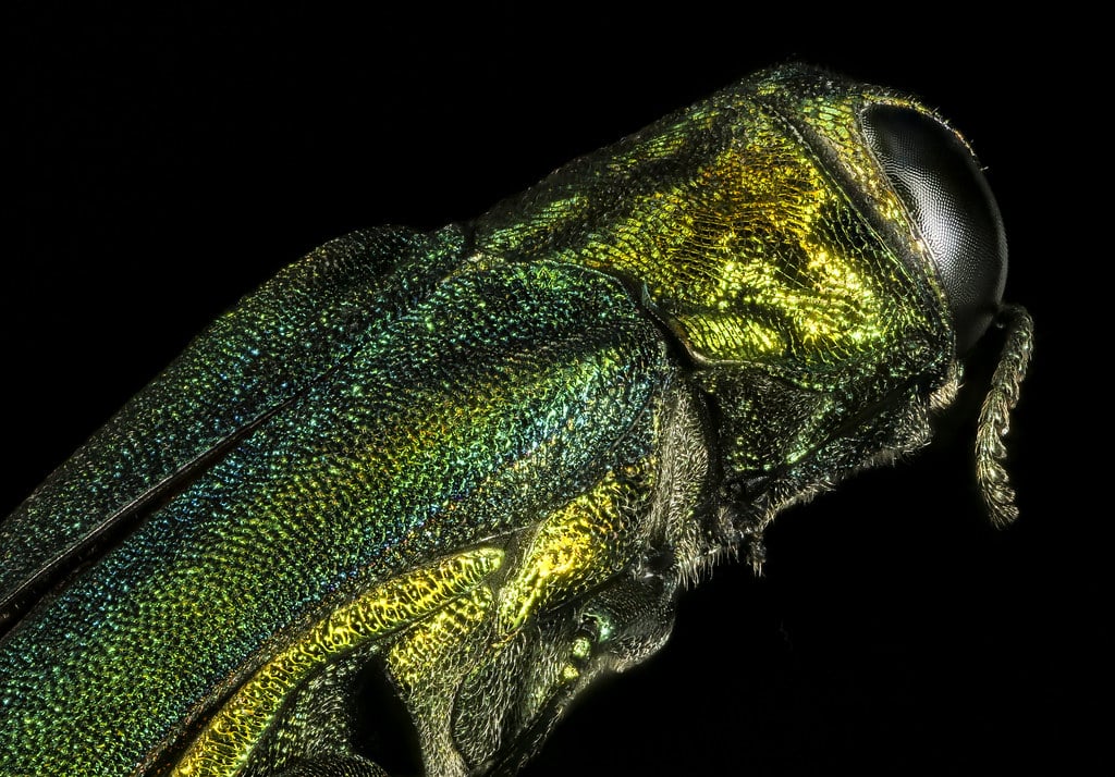Emerald Ash Borer