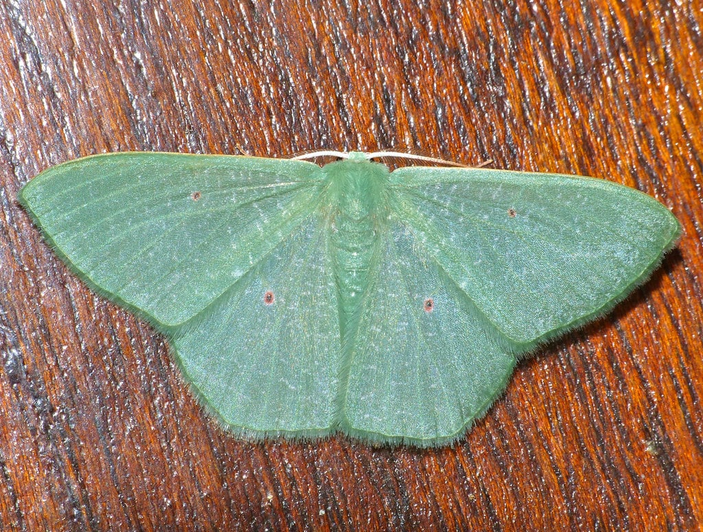 Emerald Moth