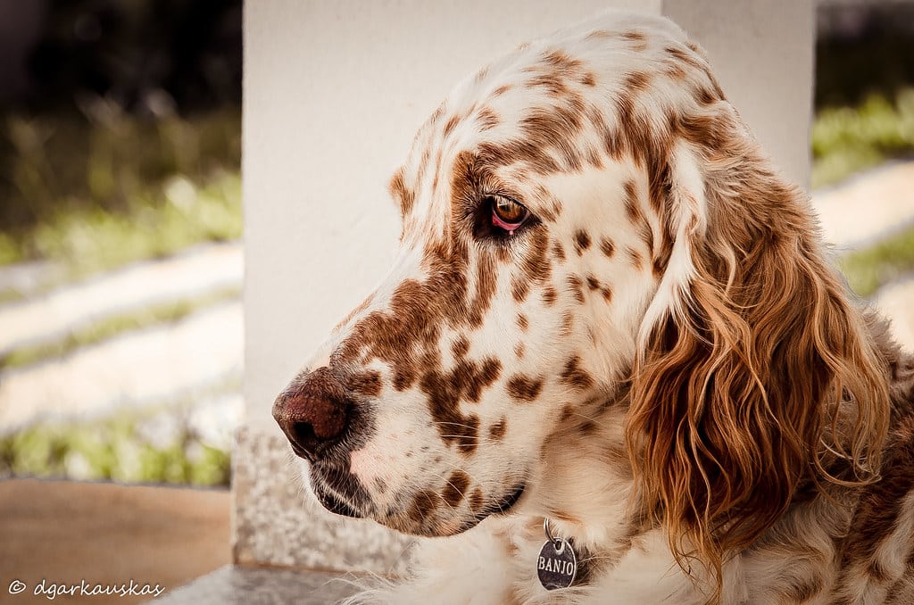 English Setter