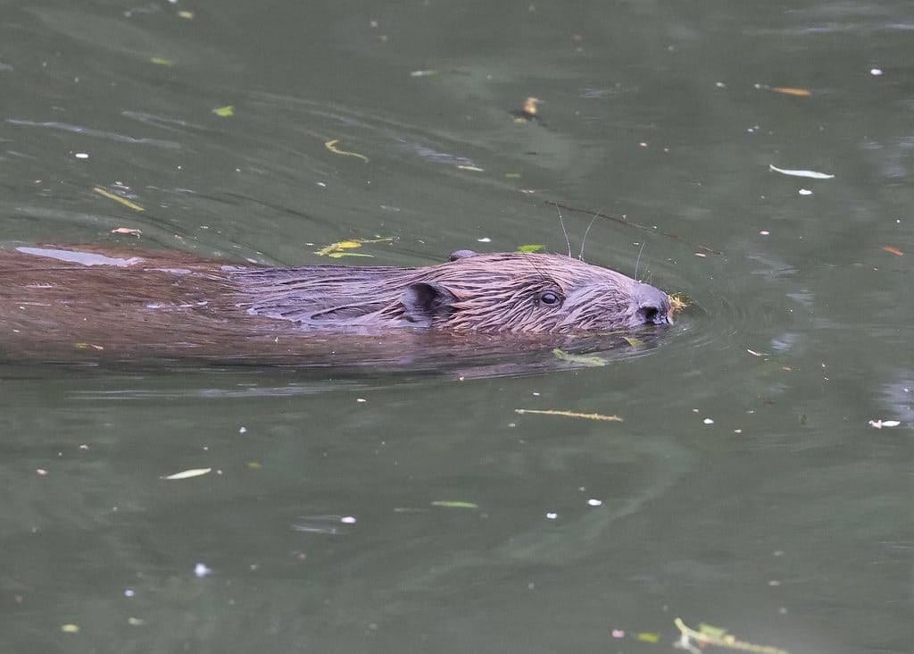 Eurasian Beavers