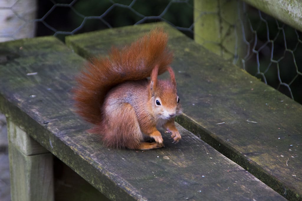 Eurasian Red Squirrel 