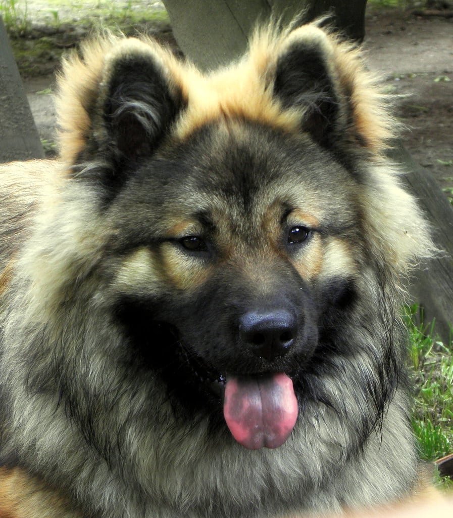 Eurasier