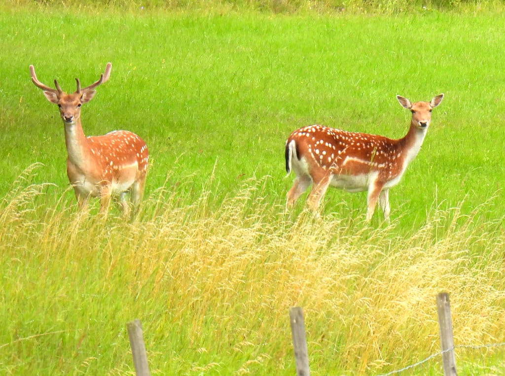 European Fallow Deer