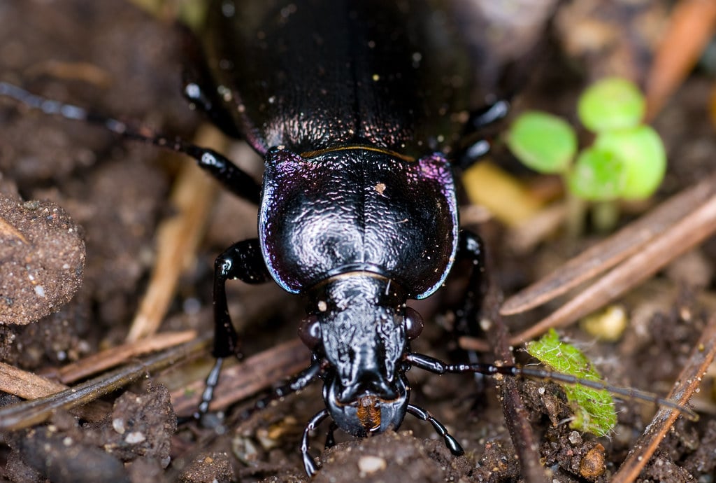 European Ground Beetle