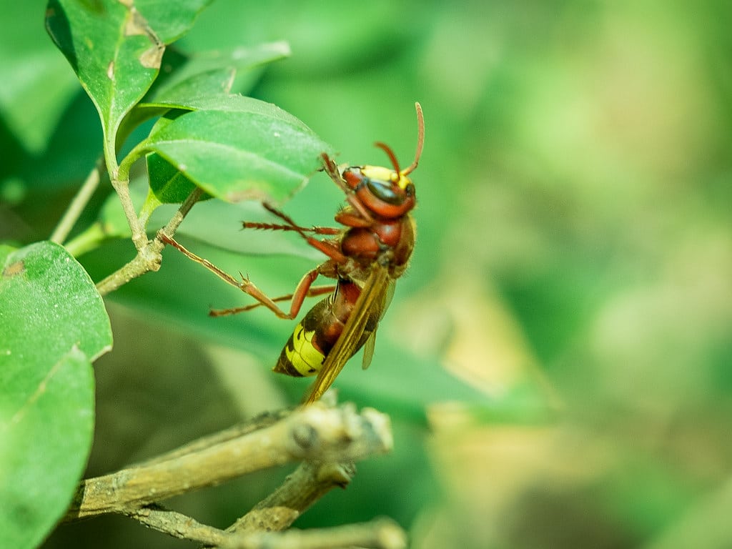 European Hornets - Types Of Insects That Sting