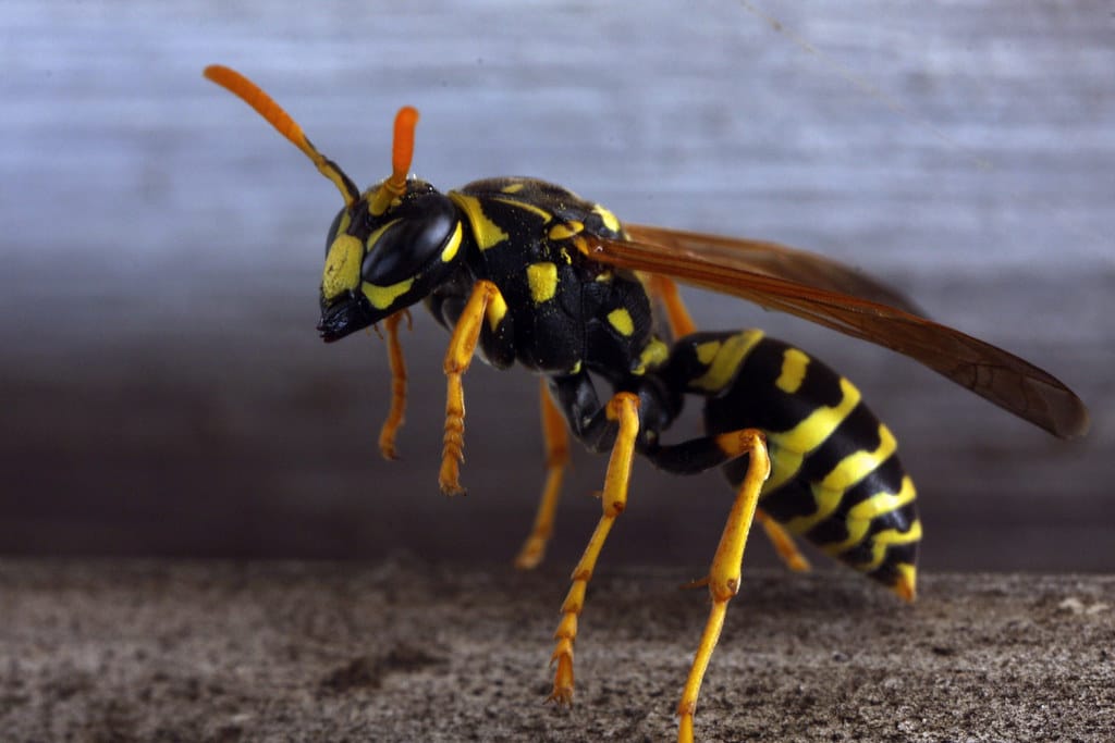 European Paper Wasp