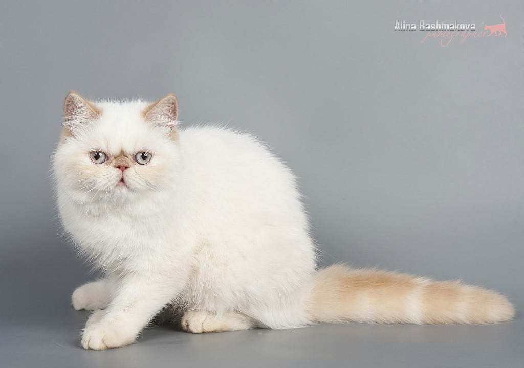 Exotic Shorthair