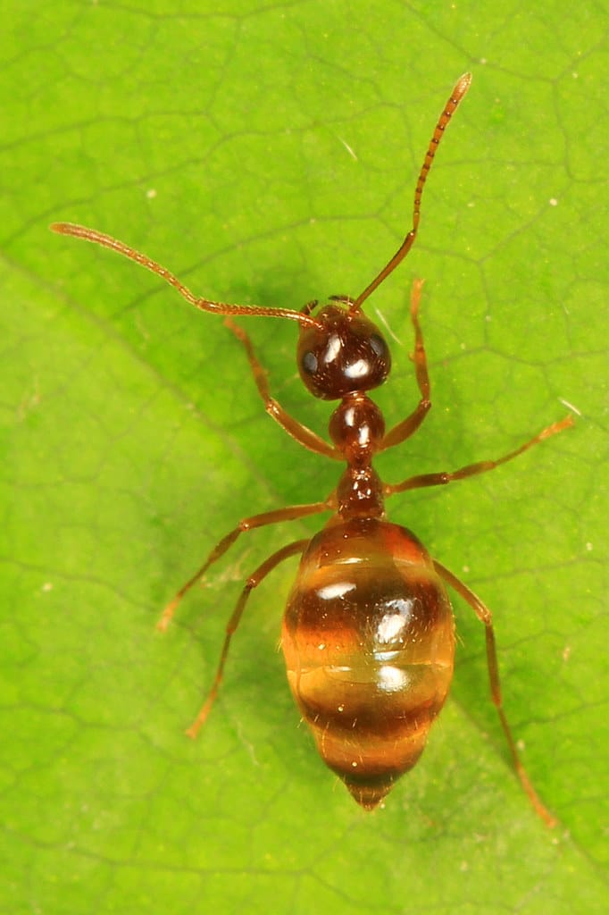 False Honey Ant - Types of Ants in Minnesota