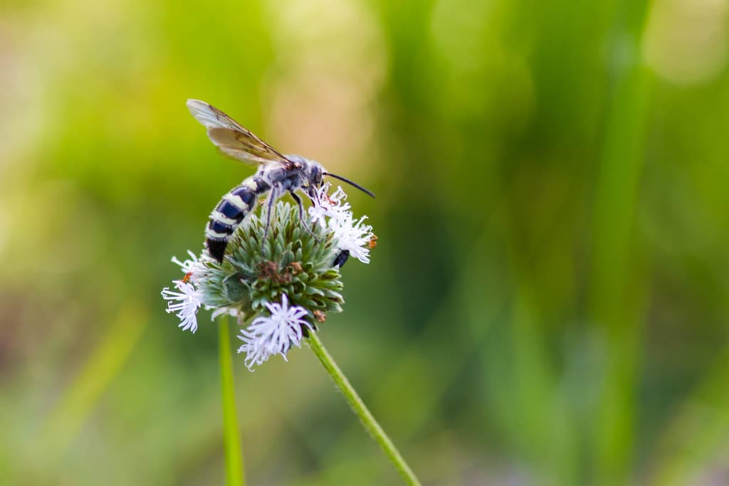 Feather-legged Scoliid Wasp