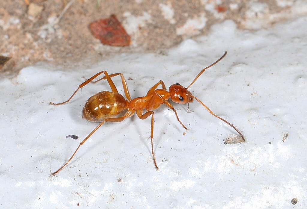 Field Ant