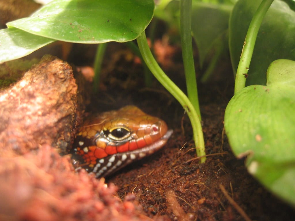 Fire Skink