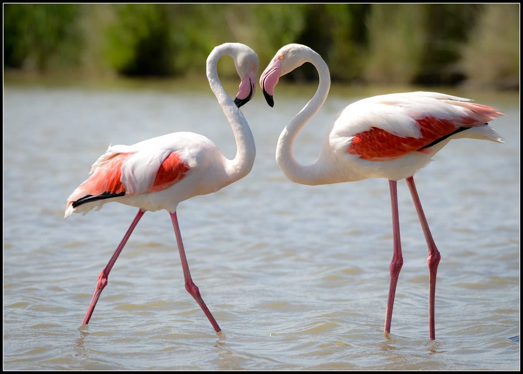 Flamingos