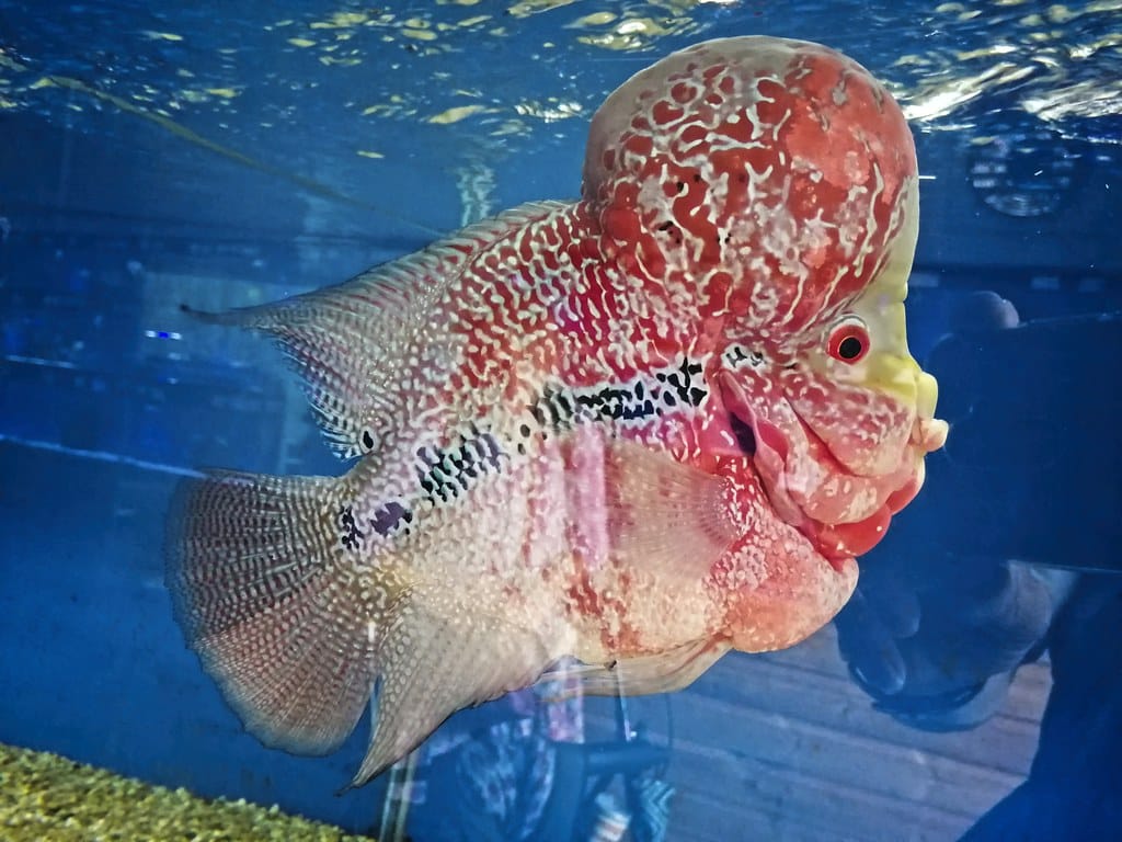 Flowerhorn Cichlid