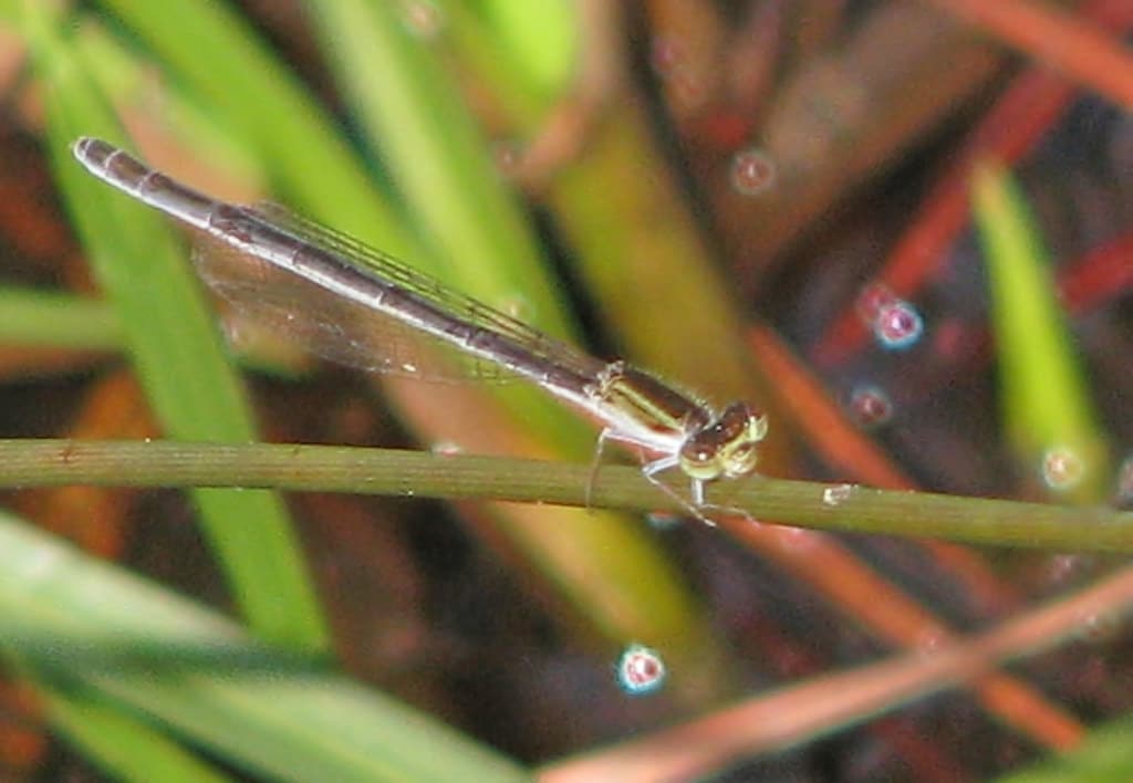 Forktail Damselfly