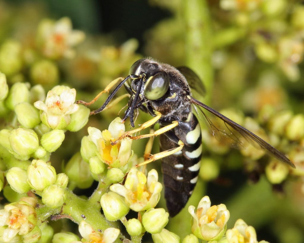 Four-banded Stink Bug Wasp