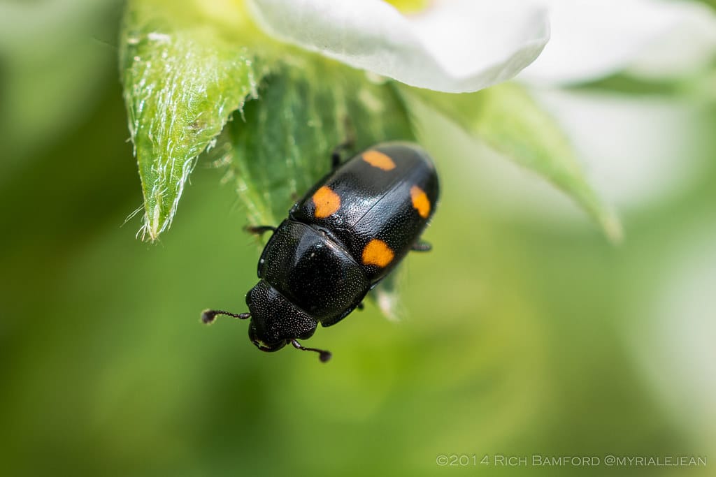 Four-spot Sap Beetle