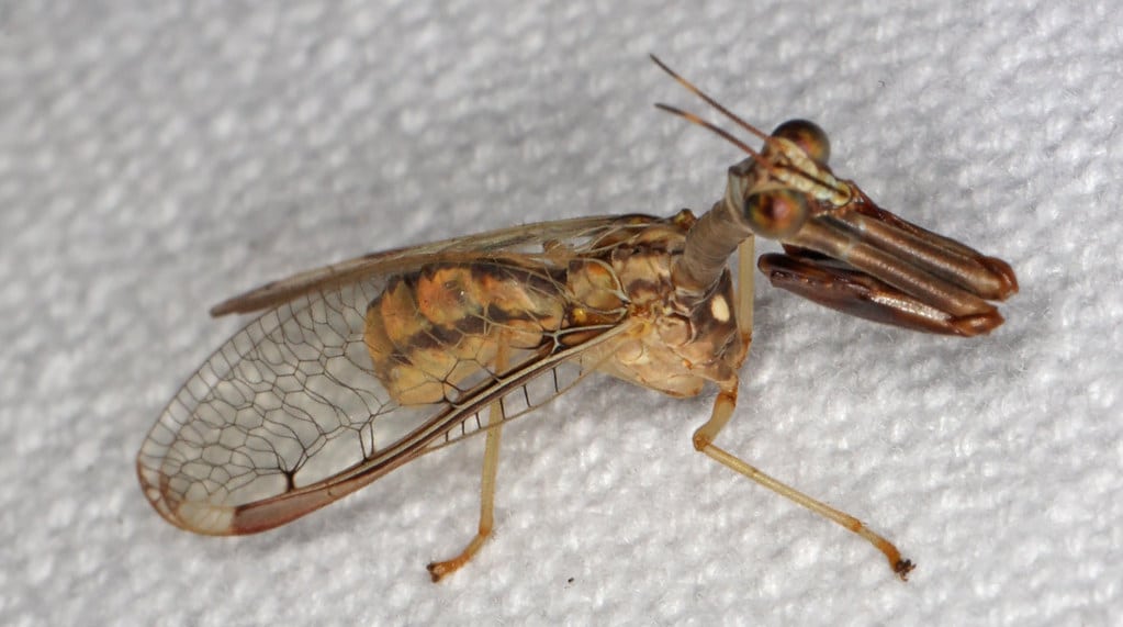 Four-Spotted Mantidfly 