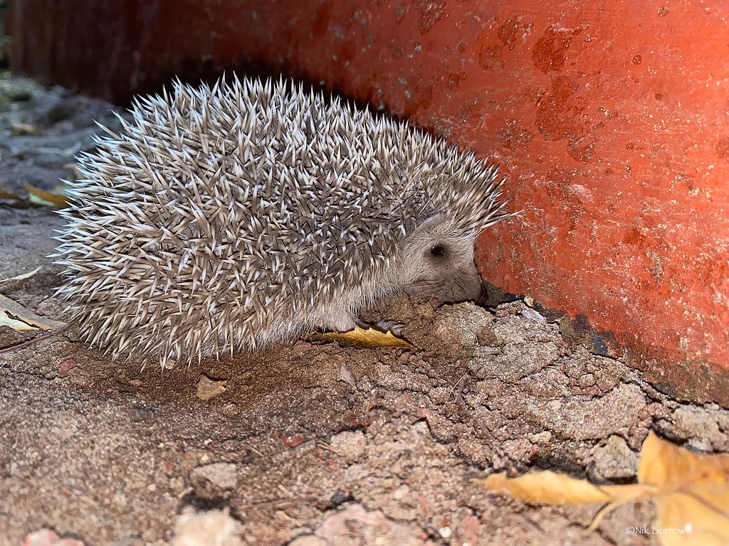 Four-toed Hedgehog