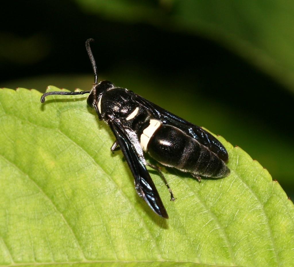 Four-toothed Mason Wasp