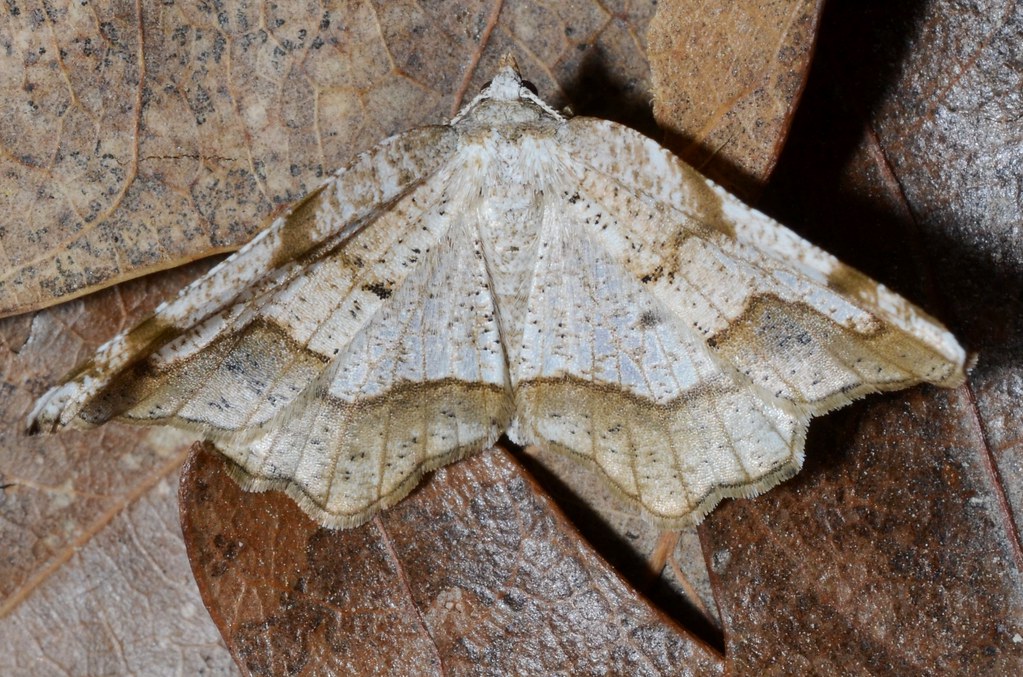 Friendly Probole Moth - Types of Moths in Oregon