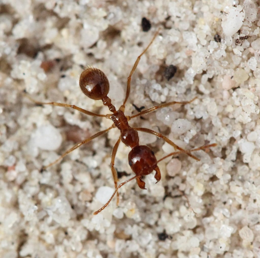 Funnel Ant - types of ants in michigan