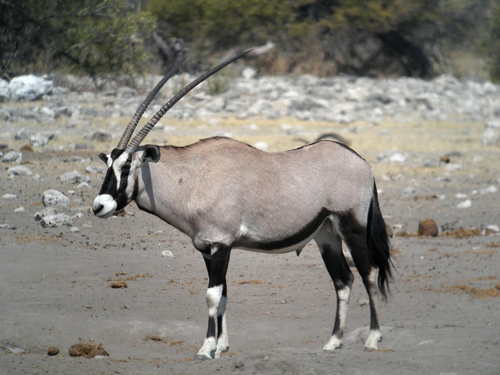 Gemsbok