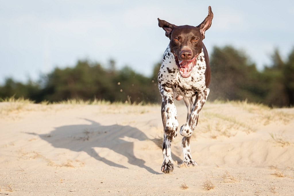 German Shorthaired Pointer - German Dog Breeds