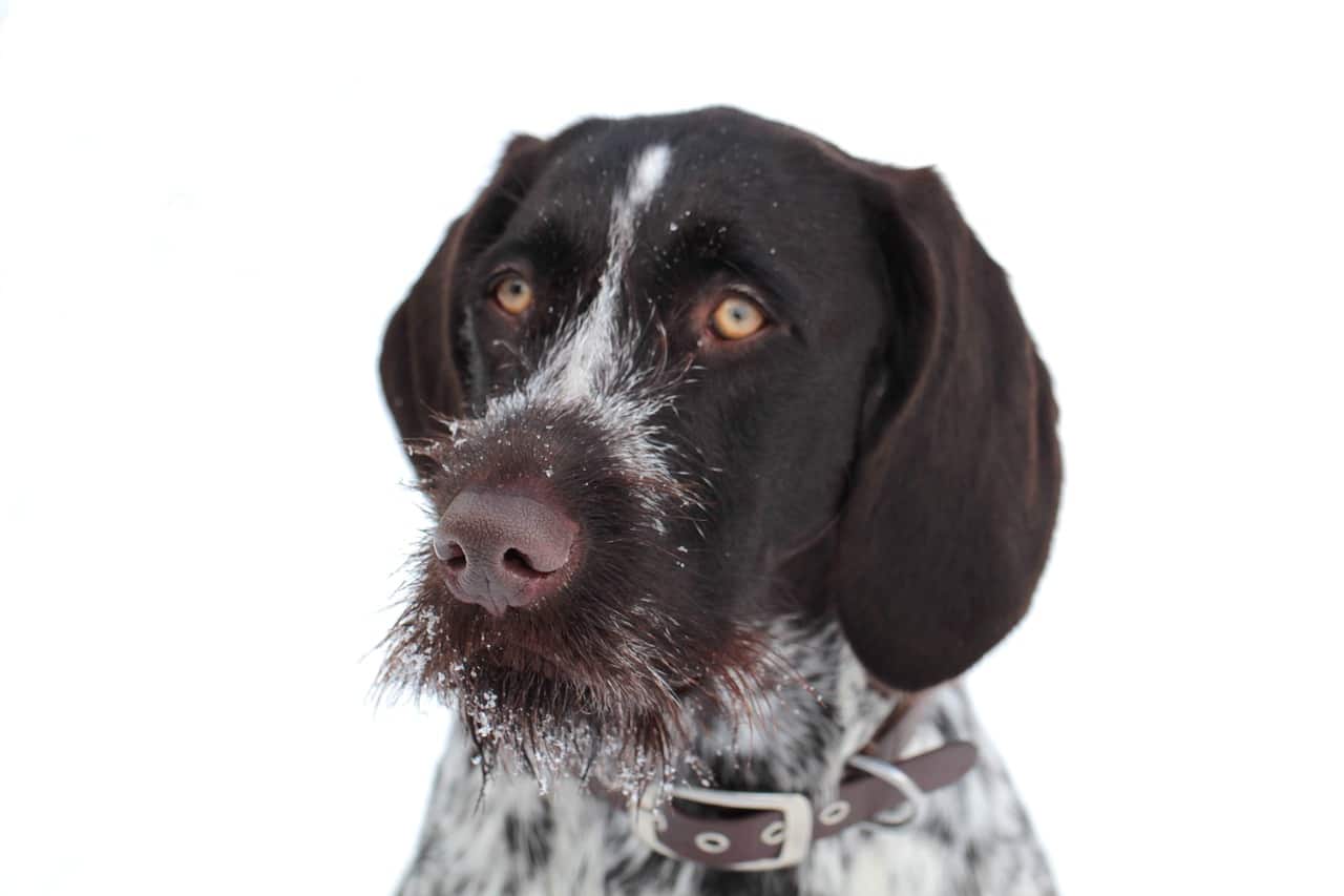 German Wirehaired Pointer - German Dog Breeds