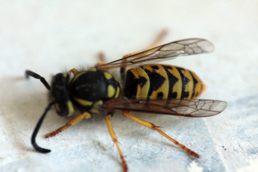 German Yellowjacket