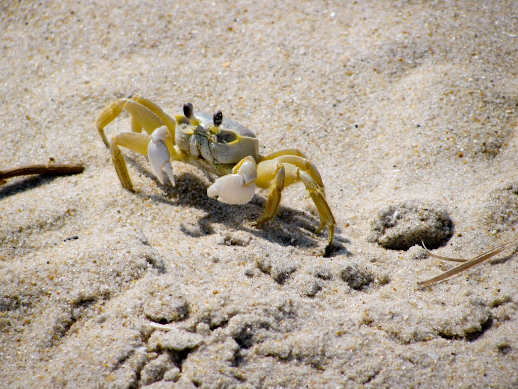 Ghost Crab