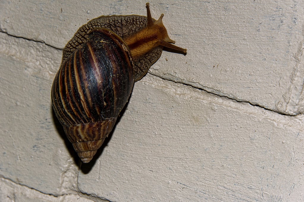 Giant African Land Snail - types of snails to keep as pets