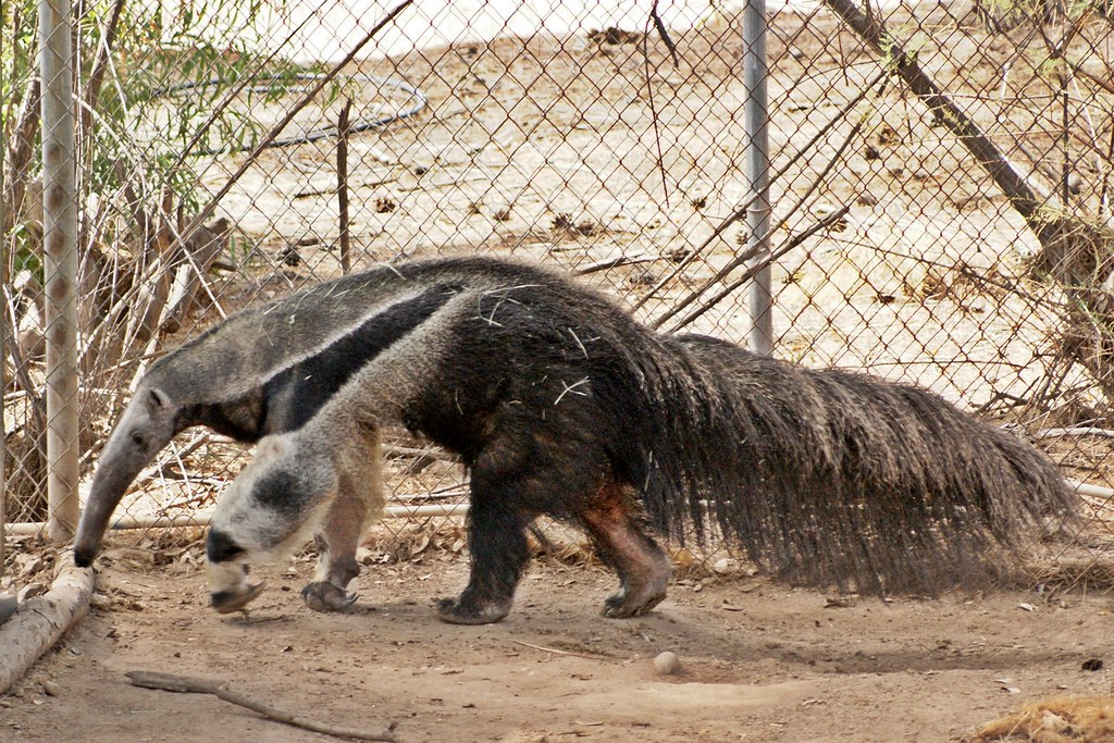 Giant Anteaters