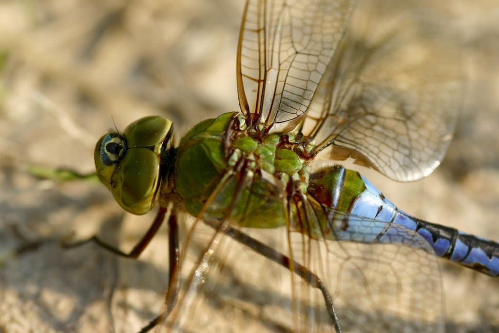 Giant Darner Dragonfly