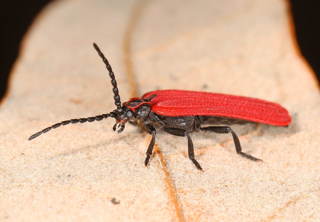 Golden Net-wing Beetle