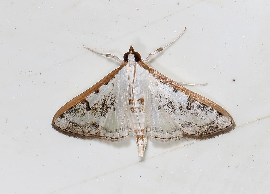 Gracile Palpita Moth