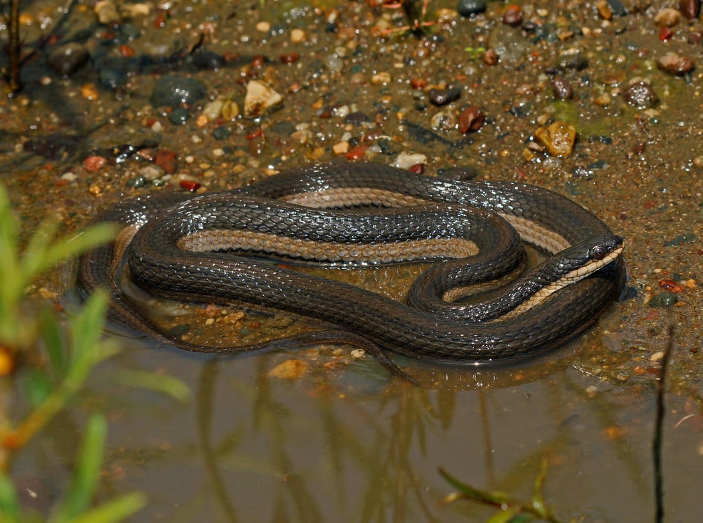 Graham's Crayfish Snake - Types of Snakes in Iowa