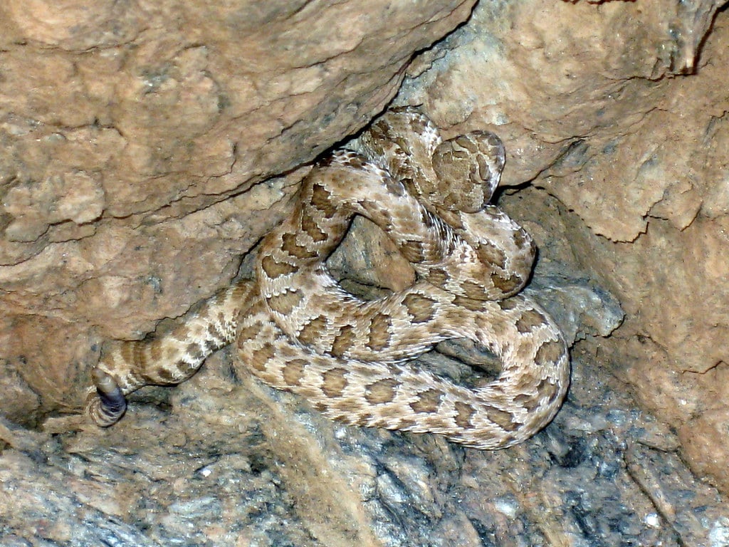 Grand Canyon Rattlesnake - Types of Rattlesnakes in Arizona