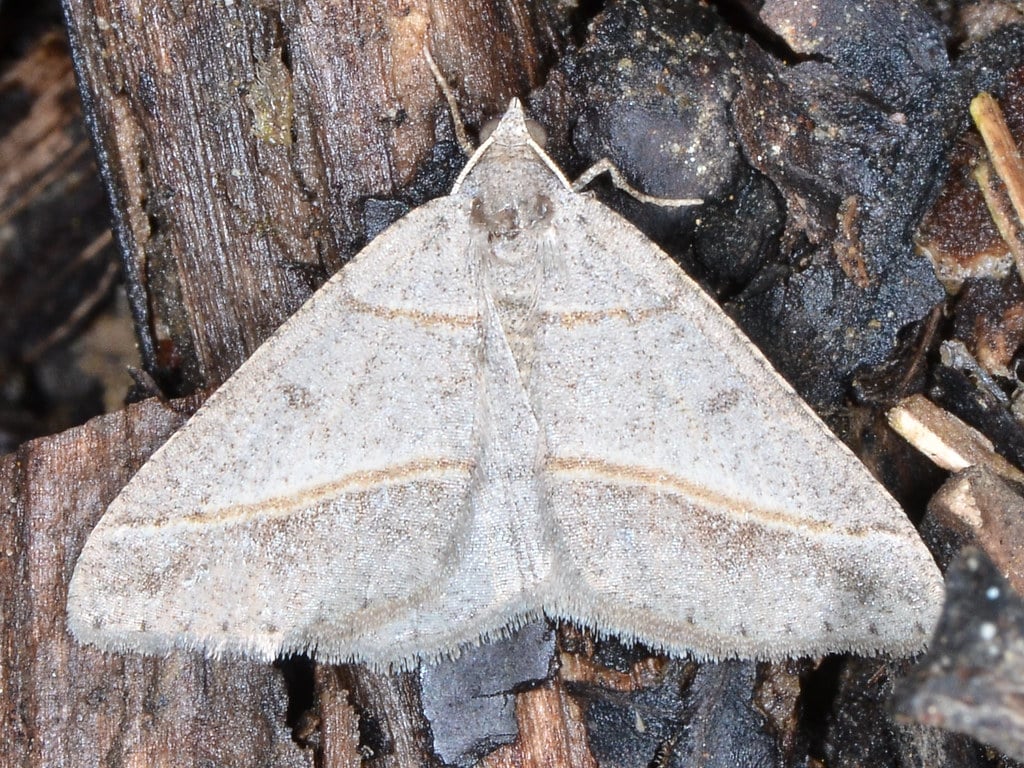 Granite Moth